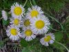 Philadelphia Fleabane (Erigeron philadelphicus)