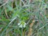 Mouse-ear Chickweed (Cerastium fontanum)