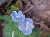 Germander Speedwell; Bird's-eye  Speedwell (Veronica chamaedrys)