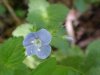 Germander Speedwell; Bird's-eye Speedwell (Veronica chamaedrys)
