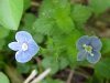 Germander Speedwell; Bird's-eye Speedwell (Veronica chamaedrys)