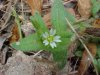 Mouse-ear Chickweed (Cerastium fontanum)