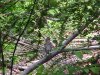 Birdlife of LDEO, Columbia Univ., Palisades, N.Y., USA