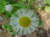 Philadelphia Fleabane (Erigeron philadelphicus)