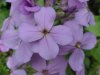 Dame's Rocket; Dame's Violet; Mother-of-the-Evening (Hesperis matronalis)
