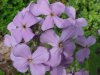 Dame's Rocket; Dame's Violet; Mother-of-the-Evening (Hesperis matronalis)