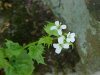 Garlic Mustard (Alliaria petiolata)
