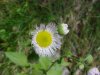 Philadelphia Fleabane (Erigeron philadelphicus)