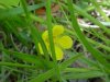 Canadian Dwarf Cinquefoil (Potentilla canadensis)