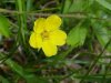Canadian Dwarf Cinquefoil (Potentilla canadensis)