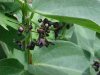Black swallow-wort (Cynanchum nigrum; Cynanchum rossicum)