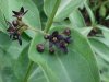 Black swallow-wort (Cynanchum nigrum; Cynanchum rossicum)