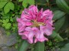 Mountain Rosebay; Catawba Rhododendron (Rhodododendron catawbiense)