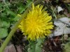 Common Dandelion (Taraxacum officinale)