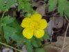 Common Buttercup (Ranunculus acris)