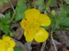 Common Buttercup (Ranunculus acris)