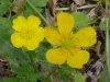 Common Buttercup (Ranunculus acris)