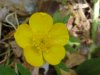 Common Buttercup (Ranunculus acris)
