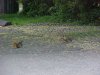 Squirrels of LDEO, Columbia Univ., Palisades, N.Y., USA