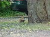 Squirrels of LDEO, Columbia Univ., Palisades, N.Y., USA
