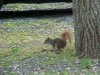 Squirrels of LDEO, Columbia Univ., Palisades, N.Y., USA