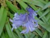 European Bluebells (Hycanthinoides non-scripta)