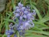 European Bluebells (Hycanthinoides non-scripta)