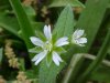Mouse-ear Chickweed (Cerastium fontanum)