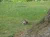 Squirrels of LDEO, Columbia Univ., Palisades, N.Y., USA