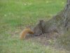Squirrels of LDEO, Columbia Univ., Palisades, N.Y., USA