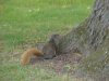 Squirrels of LDEO, Columbia Univ., Palisades, N.Y., USA