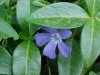 Periwinke; Myrtle (Vinca Minor)