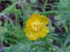 Common Buttercup (Ranunculus acris)
