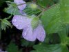Wild Geranium; Crane's Bill (Geranium maculatum)