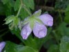Wild Geranium; Crane's Bill (Geranium maculatum)