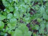 Garlic Mustard (Alliaria petiolata)