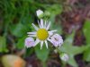 Philadelphia Fleabane (Erigeron philadelphicus)