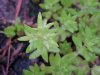 Budding Stringy Stonecrop, Yellow Moss, Graveyard Moss (Sedum sarmentosum) - thanks to Gottfried Unger for correction: was misidentified as Wild Stonecrop (Sedum ternatum)