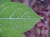 Garlic Mustard (Alliaria petiolata)