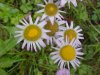 Philadelphia Fleabane (Erigeron philadelphicus)