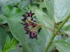 Black swallow-wort (Cynanchum nigrum; Cynanchum rossicum)