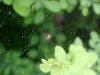 Dewy spider's web of LDEO, Columbia Univ., Palisades, N.Y., USA