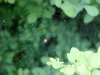 Dewy spider's web of LDEO, Columbia Univ., Palisades, N.Y., USA
