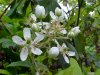 Allegheny Blackberry  (Rubus allegheniensis porter agg)