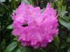 Mountain Rosebay; Catawba Rhododendron (Rhodododendron catawbiense)