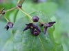 Black swallow-wort (Cynanchum nigrum; Cynanchum rossicum)