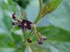 Black swallow-wort (Cynanchum nigrum; Cynanchum rossicum)