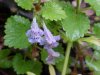 Ground Ivy; Gill-over-the-ground;  Creeping Charlie (Glechoma  hederacea)