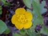 Common Buttercup (Ranunculus acris)