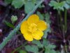 Common Buttercup (Ranunculus acris)